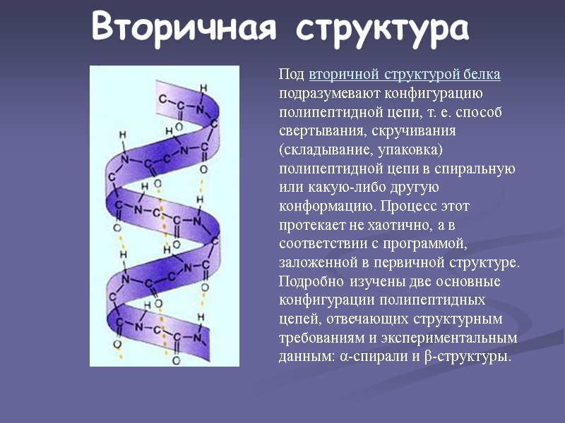 Вторичная структура Под вторичной структурой белка подразумевают конфигурацию полипептидной цепи, т. е. способ свертывания,